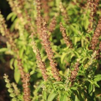 Ocimum americanum L.